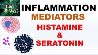 INFLAMMATION Part 4 Chemical Mediators HISTAMINE amp SEROTONIN [upl. by Eiboh]