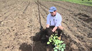 How to Plant Raspberries [upl. by Snilloc]