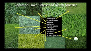 Which grass should I plant on my lawn Part 1 Introduction and Northern US and Canada [upl. by Aiuqenehs]