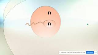 Haploid vs Diploid amp Homologous Chromosomes [upl. by Redyr]