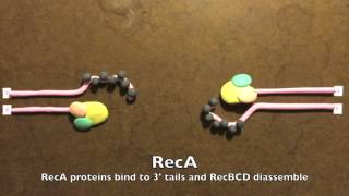 Homologous Recombination in Prokaryotes [upl. by Okeim]