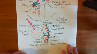 Botulinum Toxin Mechanism Part 2 [upl. by Reggi110]