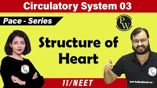 Circulatory System 03  Structure of Heart  Class 11  NEET [upl. by Enaitsirhc]