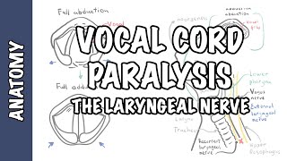 Laryngeal Nerve Palsy or Paralysis Anatomy physiology classification causes pathophysiology [upl. by Ahsit]