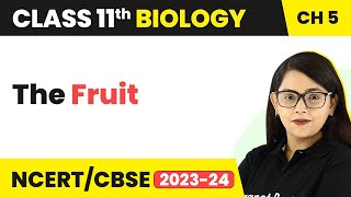 The Fruit  Morphology of Flowering Plants  Class 11 Biology [upl. by Devondra]