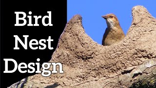 Bird Nest Designs  How Do Birds Make Nests [upl. by Hawker]