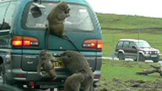 Baboons at Knowsley Safari Park [upl. by Cummings]