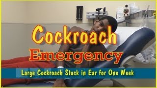 Cockroach Emergency [upl. by Eiser]