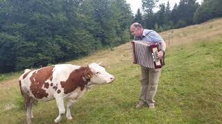 Cow in love with accordion [upl. by Nauqet]