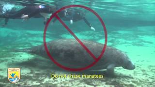 Crystal River Refuges quotManatee Mannersquot for Swimmers [upl. by Barcellona]