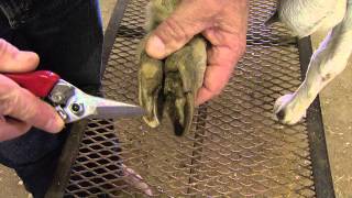 How to Trim Goat Hooves [upl. by Guenzi]