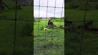 THE Bears at KNOWSLEY SAFARI PARK [upl. by Salter]