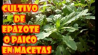 CULTIVO DE EPAZOTE O PAICO EN MACETAS  quotPROCESO COMPLETOquot [upl. by Lela]