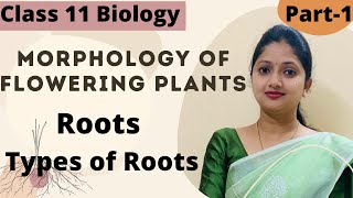 Morphology Of Flowering Plants  Roots Class 11 Biology  Part1 [upl. by Henigman]