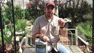 How To Treat Tree Borers [upl. by Anirec]