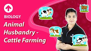 Animal Husbandry  Cattle farming  Biology [upl. by Halsy]