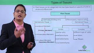 Class10th – Plant Tissues and their Types  Anatomy of Flowering Plant Hindi  Tutorials Point [upl. by Pasahow]