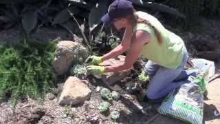 How to Create a Succulent Pocket Garden with Laura Eubanks [upl. by Ithaman]