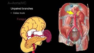 Intro to EKG Interpretation  Practicing Tachyarrhythmia Identification [upl. by Leirej]