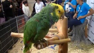 Double Yellow Headed Amazon Parrot sings Old McDonald [upl. by Nagaem]