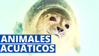 Animales acuáticos características y ejemplos🐬 [upl. by Ailesor]