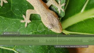 Asian House Gecko  Sounds [upl. by Anahsed]