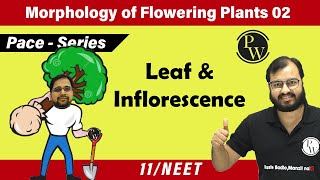 Morphology of Flowering Plants 02  Leaf amp Inflorescence  Class 11  Pace Series  NEET [upl. by Ahsatam]