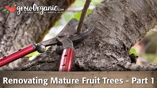 How to Rejuvenate Old Fruit Trees [upl. by Nawyt]