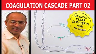 Coagulation Cascade  Part 212 [upl. by Silloc]