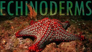 The Evolution of Echinoderms [upl. by Annoj776]