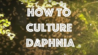 How To Culture Daphnia Magna [upl. by Hedges]