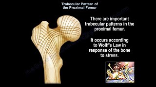 Trabecular Pattern of the Proximal Femur  Everything You Need To Know  Dr Nabil Ebraheim [upl. by Colier]