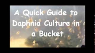 How to culture daphnia outside [upl. by Anaerda]