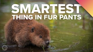 Why BEAVERS Are The Smartest Thing In Fur Pants [upl. by Annairdna]