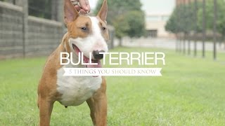 BULL TERRIER FIVE THINGS YOU SHOULD KNOW [upl. by Aem]