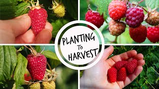 Growing Raspberries from Planting to Harvest [upl. by Binny243]