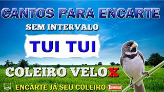 COLEIRO VELOX  TUI TUI FIBRA  SEM INTERVALO PARA ENCARTE [upl. by Eissolf]