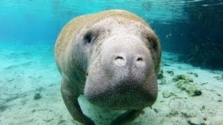 Crystal Manatees  Florida Manatee Wildlife [upl. by Ellehsar196]