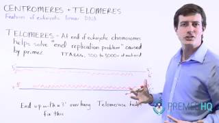 Telomeres Telomerase and their Function [upl. by Eahsal]