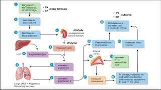 The ReninAngiotensinAldosterone RAAS Pathway EXPLAINED [upl. by Gefell]