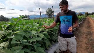 fruit and shoot Borer Control Tips in Brinjal [upl. by Murial]