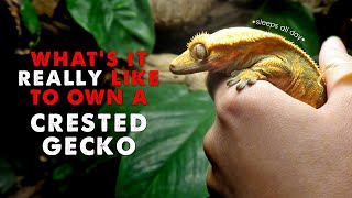 Owning A Crested Gecko  DAY IN THE LIFE [upl. by Kcaj971]