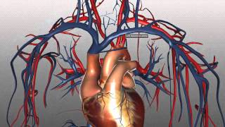 The Heart and Major Vessels  PART 2  Anatomy Tutorial [upl. by Cowley445]