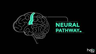 The Neuroscience of Learning [upl. by Iborian]