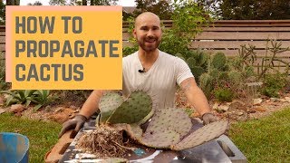 How To Propagate Cactus 🌵 Colorful Gardener [upl. by Griz354]