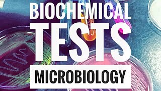 Biochemical TestsPart 1 [upl. by Woodcock491]