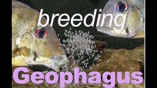 GEOPHAGUS winemilleri  BREEDING eartheater cichlids in the aquarium [upl. by Bloomer]