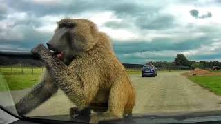 New Golf damaged by Baboon at Knowsley Safari Park [upl. by Janet]