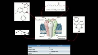 GABA Biosynthesis and Catabolism [upl. by Nahgam810]