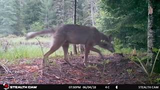 Algonquin Park Trail Cam Footage 2018 [upl. by Erreip]